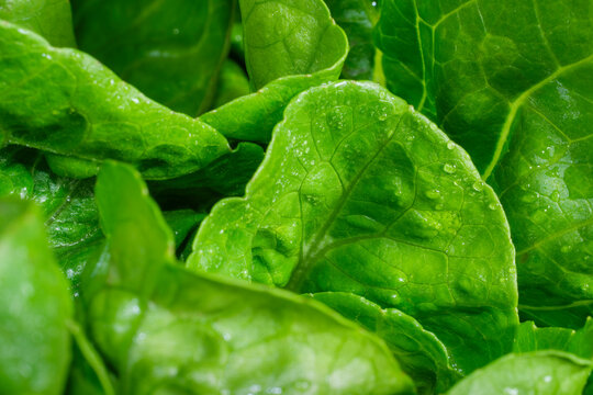 Bright lettuce leaves - Powered by Adobe