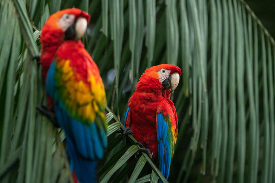 Scarlet Macaws in the Amazon Rainforest