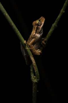 Manaus slender-legged tree frog. Amphibian at night.