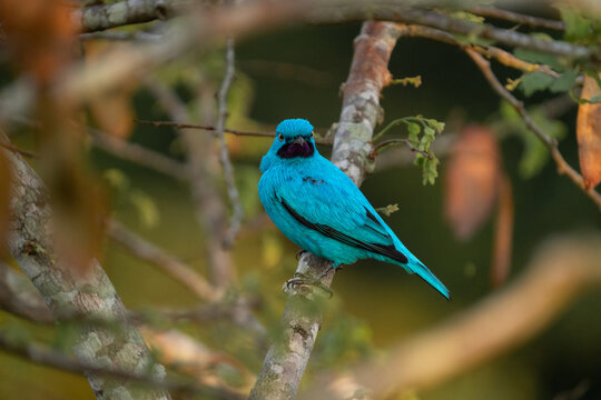 Beautiful Blue Bird Cotinga 