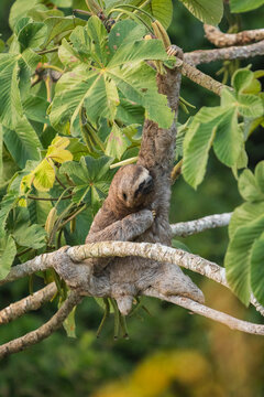 Sloth in a tree