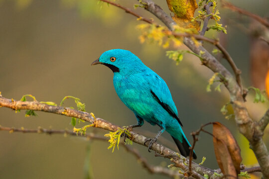 Beautiful Blue Bird Cotinga 