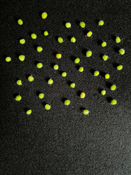 Sticky goosegrass seeds on black wool cloth