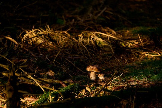 Boletus mushrooms growing in forest.