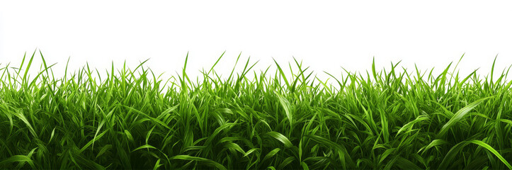Green field of fresh grass isolated on transparent, natural easter background.