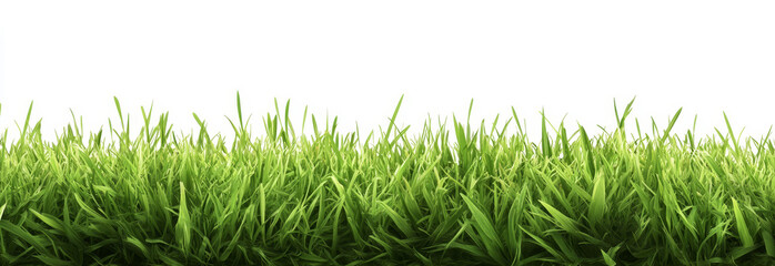 Green field of fresh grass isolated on transparent, natural easter background.