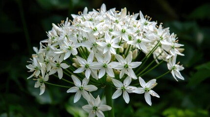 A cluster of delicate white flowers blooming in a garden