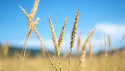 Fototapeta premium Golden wheat swaying in a field under a clear blue sky.