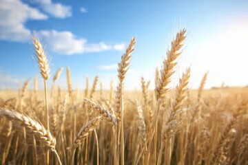 Fototapeta premium Golden wheat field under a bright blue sky with fluffy clouds.