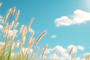 Fototapeta premium Golden wheat swaying under a bright blue sky with fluffy clouds.