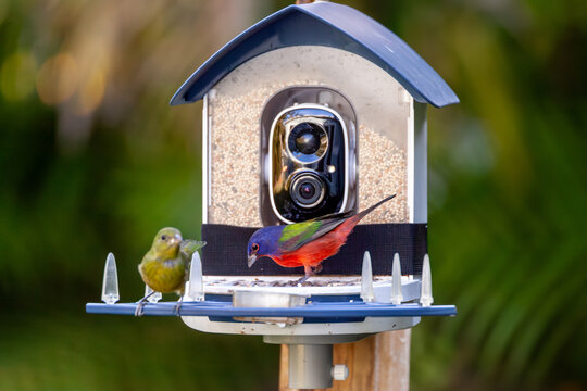 Colorful pair of male and female painted buntings, Passerina ciris