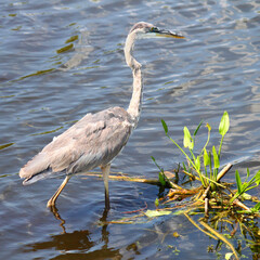Great Blue Heron (Ardea herodias) wades through the wetlands of Everglades National Park of Florida