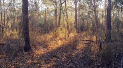 Obraz premium 8.A sunlit forest with a mixture of tall trees and dense underbrush. The warm sunlight cascades through the branches, casting a golden hue over the terrestrial plants below. The forest floor is