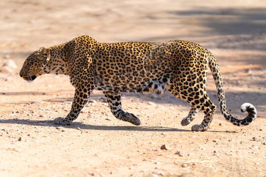 Leopard Walking Along A Dry Riverbed In Zambia  