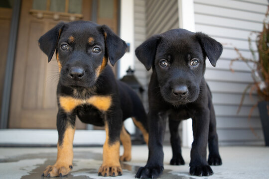 Rescue puppy portrait