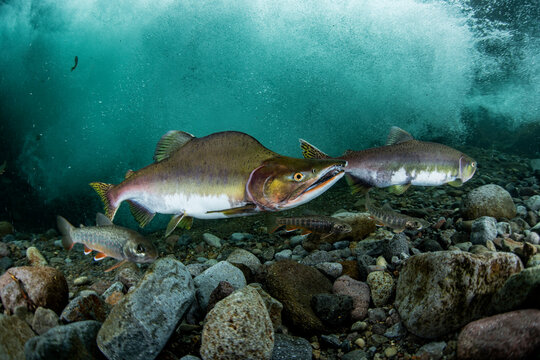 Pink salmon's run