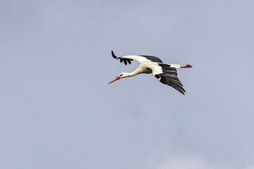 White stork flying over a cliff along the coastline of Odeceixe, Algarve, Portugal.