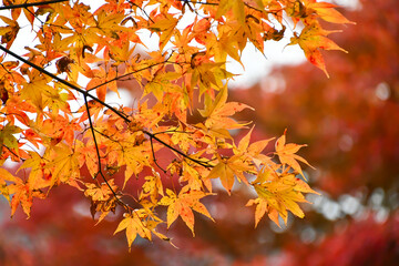 日本の秋 京都の紅葉