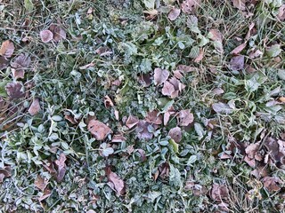 Frost covered garden