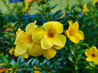 Obraz premium alamanda flower (Allamanda cathartica) in the morning
