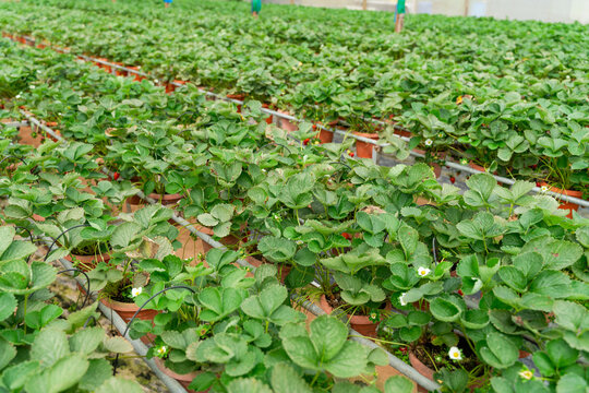 Strawberry farm, Malaysia