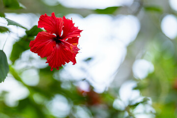 華やかな赤いハイビスカスの花
