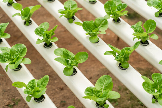 Hydroponic Lettuce Cultivation in Greenhouse