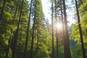 Fototapeta premium Sunlight filters through tall trees in a lush forest.
