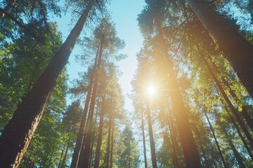 Sunlight filters through tall trees in a serene forest setting.