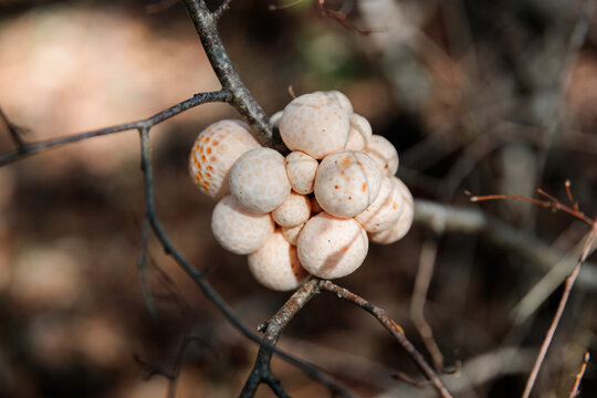 Dig&uuml;e&ntilde;e Mushrooms