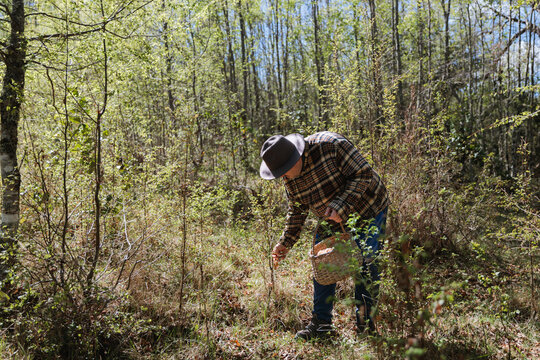 Latin Man Picking Dig&uuml;e&ntilde;e Mushrooms