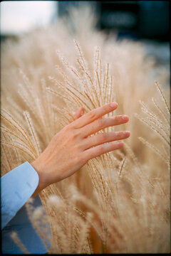 Touching a delicate fluffy plant