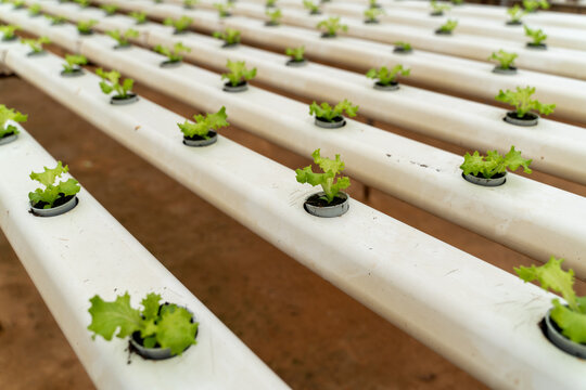 Hydroponic Lettuce Cultivation in Greenhouse