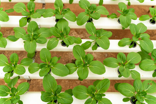 Hydroponic Lettuce Cultivation in Greenhouse