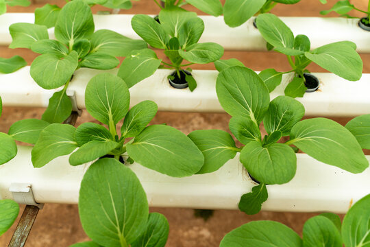Hydroponic Lettuce Cultivation in Greenhouse