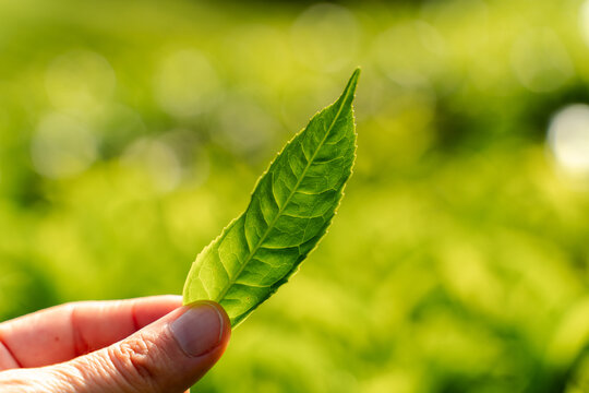 Fresh green tea Leaf in tea plantation
