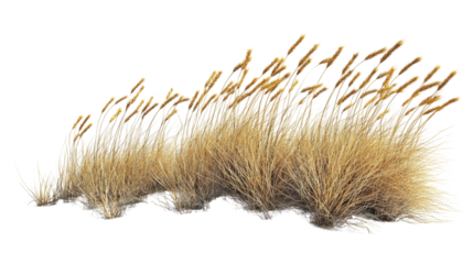 Yellow autumn grass in wind transparent background