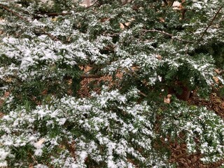 Snow-covered coniferous trees