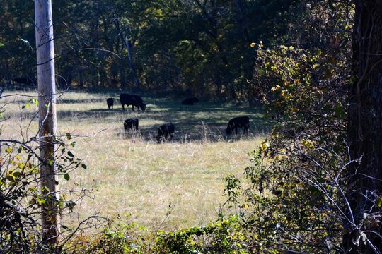 cattle grazing in the pasture