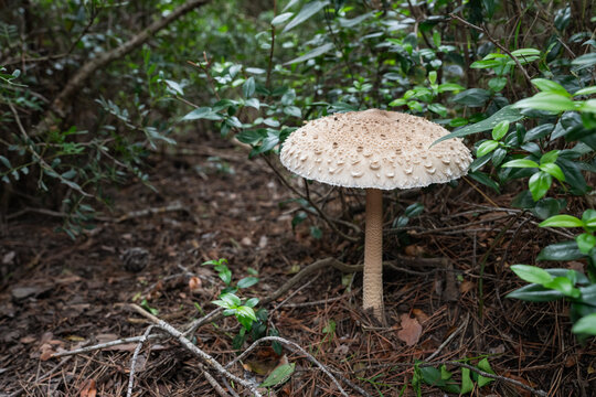 Parasol mushroom in autumn forest