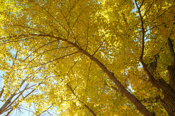 Golden Ginkgo Leaves in Beijing Ditan Park