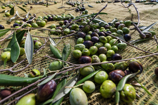 Olives harvesting for olive oil production