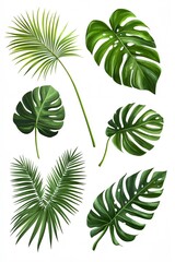 A set of green leaves, including palm leaves, are shown in various sizes and orientations. Concept of nature and tranquility, with the leaves representing the beauty and serenity of the outdoors