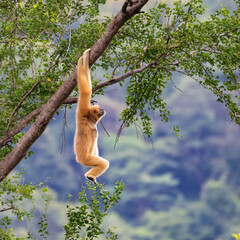 A gibbon is hanging from a tree. The background is a forest.