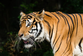 The head of a tiger against a black forest backdrop.