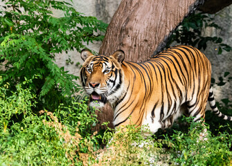 tiger walks in the forest. surrounded by forest and rocks.