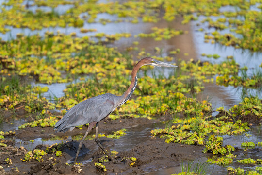 Goliath Heron Wading In Shallow Waters At South Luangwa National Park 