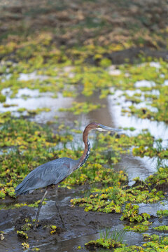 Goliath Heron, Vertical Portrait  