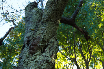 Fototapeta premium 苔むした桜の木 秋