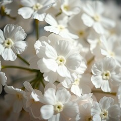 Obraz premium Close-up of individual white gypsophila petals, botanical details, flower close-up